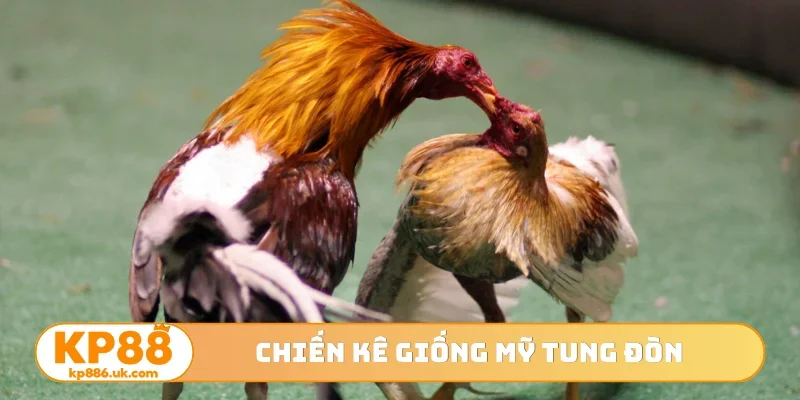Chiến kê giống Mỹ tung đòn