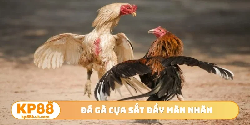 Đá gà cựa sắt đầy mãn nhãn