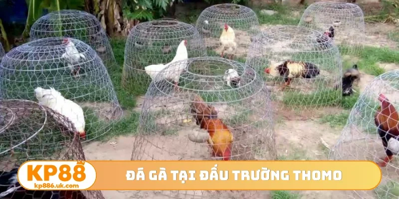 Đá gà tại đấu trường Thomo