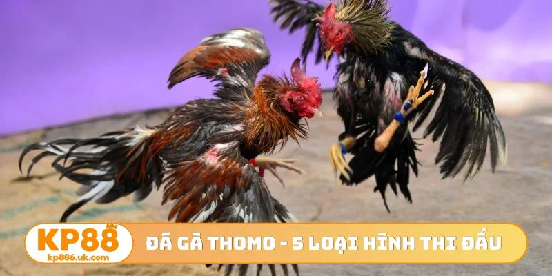 Đá gà Thomo