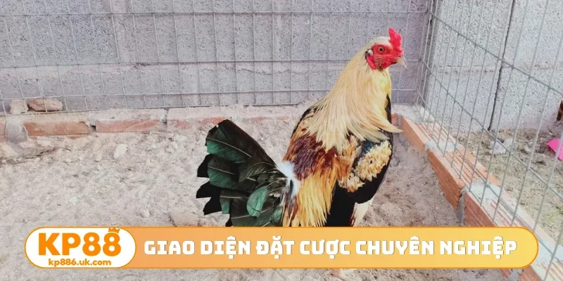 Giao diện đặt cược chuyên nghiệp
