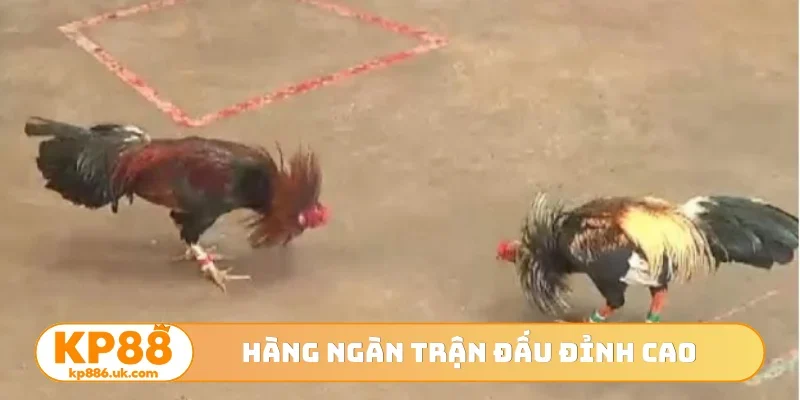 Hàng ngàn trận đấu đỉnh cao