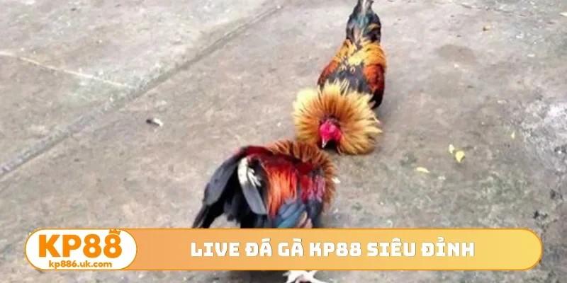 Live đá gà KP88 siêu đỉnh