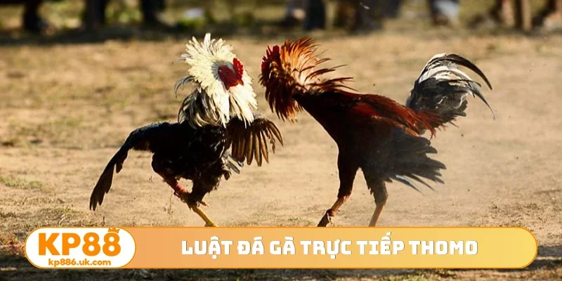 Luật đá gà trực tiếp Thomo